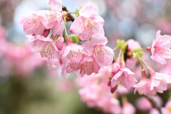 厦门哪里看樱花好 厦门樱花观赏地点