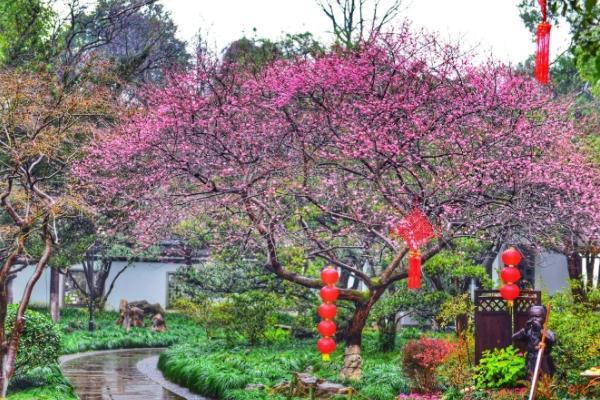 杭州梅花景点有哪些 观赏梅花的地方有哪些