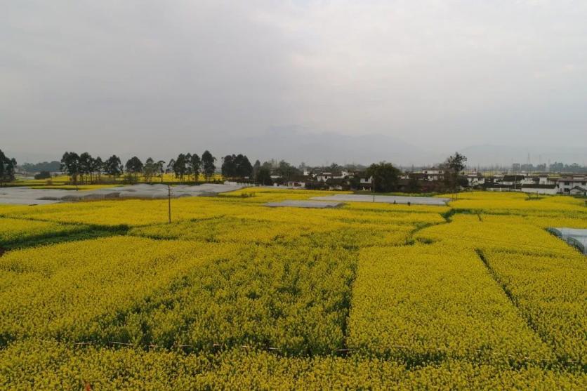 峨眉山市有哪些赏花的好地方？这份春季限定赏花地图来了