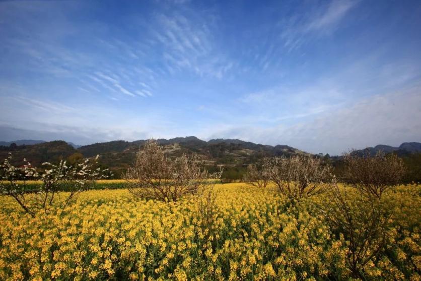 峨眉山市有哪些赏花的好地方？这份春季限定赏花地图来了