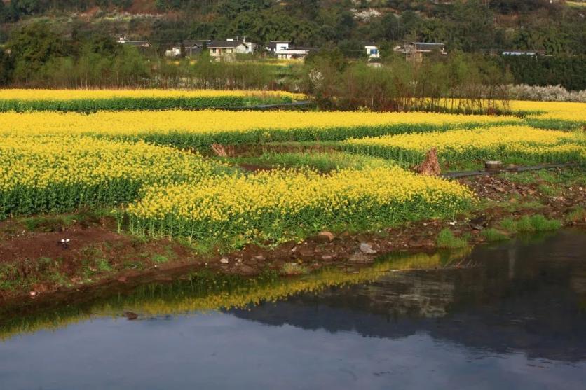 峨眉山市有哪些赏花的好地方？这份春季限定赏花地图来了