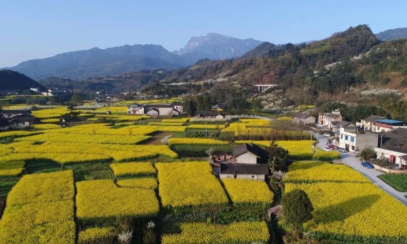 峨眉山市有哪些赏花的好地方？这份春季限定赏花地图来了