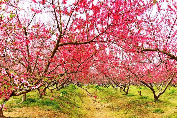 广州3月赏花最好的地方2023