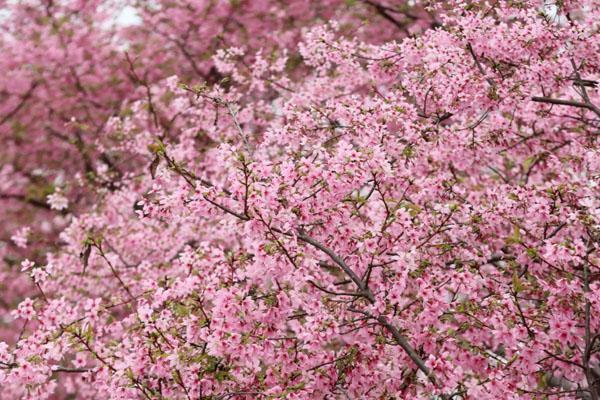 广州3月赏花最好的地方2023