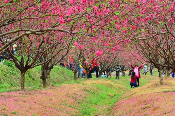 2023佛山看桃花去哪里好 最佳赏桃花好去处