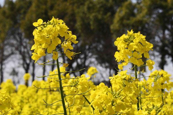 株洲油菜花观赏地2023 株洲哪里有油菜花