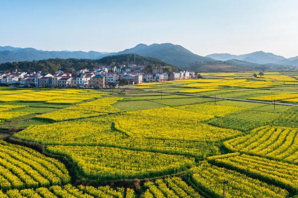 株洲油菜花观赏地2023 株洲哪里有油菜花