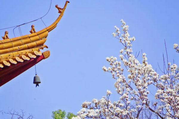 南京哪里赏玉兰花最好 七大赏玉兰花的地方