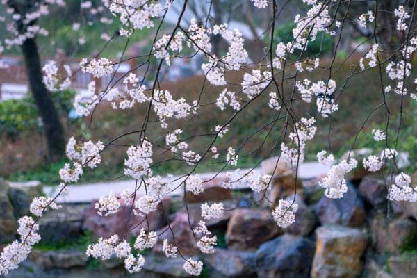 2023长沙樱花节在哪里举行 附活动时间