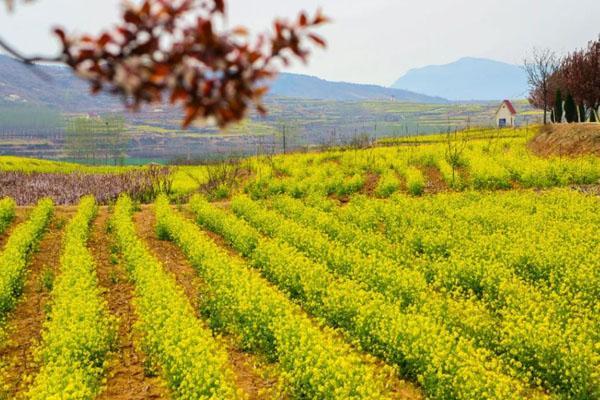 济南看油菜花哪里最好 赏油菜花最佳地点