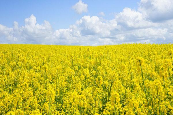 济南看油菜花哪里最好 赏油菜花最佳地点