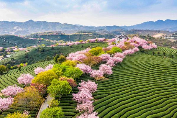 福建看樱花的旅游景点 十大最美樱花圣地