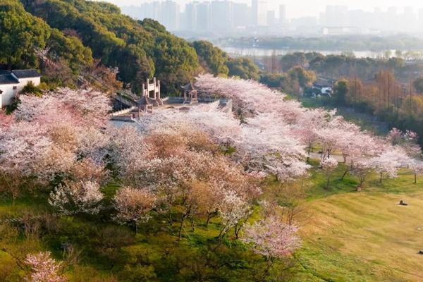 2023年苏州春日赏花攻略 附花期、花类、赏花地点