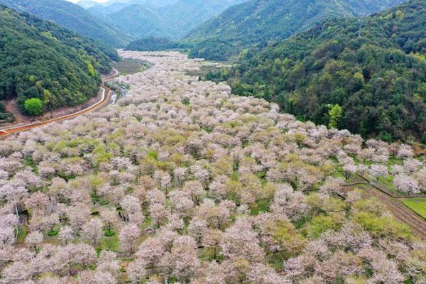 杭州哪里看樱花 杭州看樱花好去处