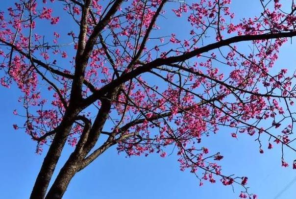 2023广州看樱花最好的地方在哪里