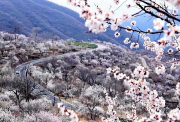 房山春季赏花的地方有哪些