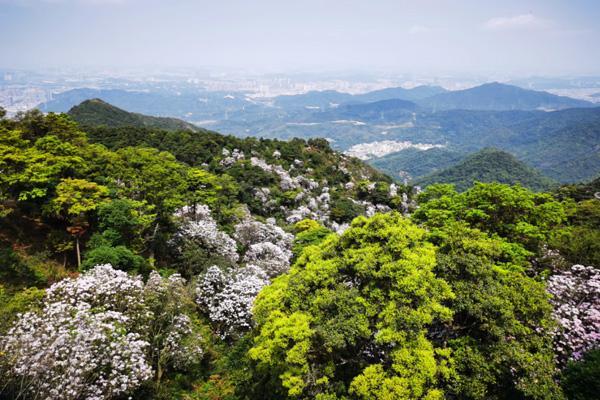 2023深圳梧桐山杜鹃花花期 附看花地点及赏花路线