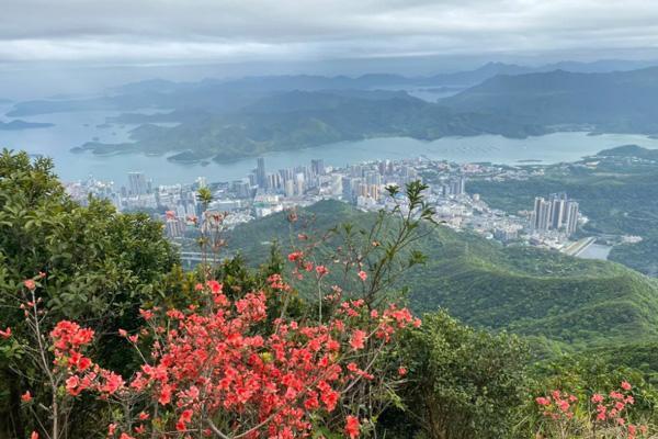 2023深圳梧桐山杜鹃花花期 附看花地点及赏花路线