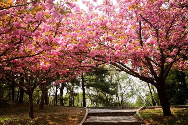 2023北京看樱花的好地方 附最佳赏花时间