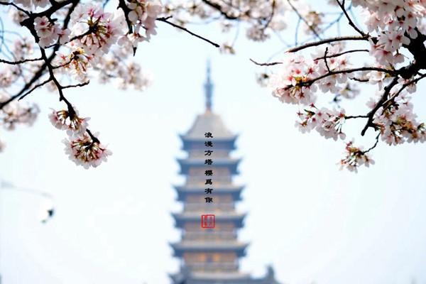 2023虞城樱花节活动指南 附时间、地点、玩法