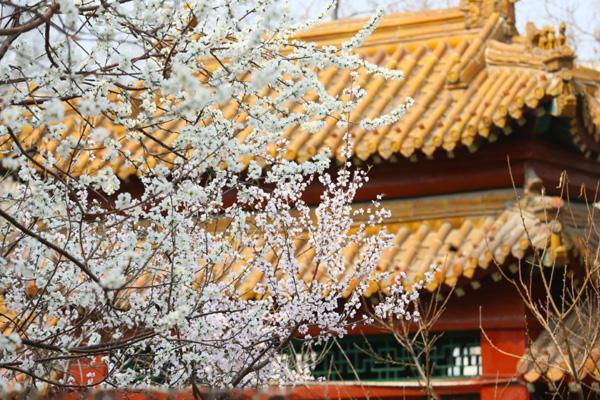 2023天津运河桃花节在哪里举行 附活动时间