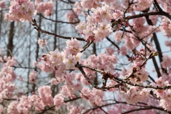 杭州哪里可以看樱花 赏樱景点推荐