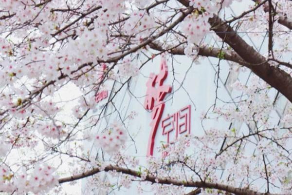 上海青浦赏樱花的地方有哪些