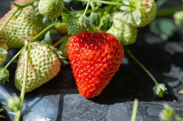 北京草莓采摘园一览表 2023北京采摘草莓好去处