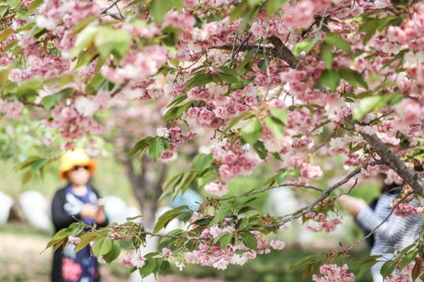 大连春天去哪看花 大连赏花好去处