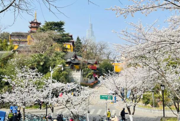 2023年南京鸡鸣寺的樱花开了吗 南京鸡鸣寺樱花什么时候开