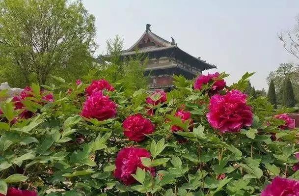 北京西城区有看牡丹花的地方吗 牡丹观赏地推荐