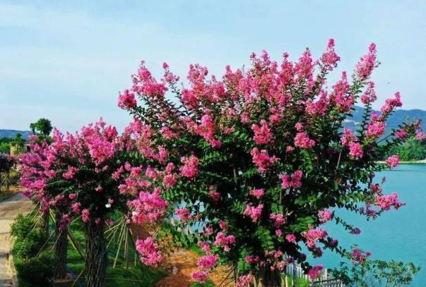 广州五月赏花好去处 看花的景点有哪些