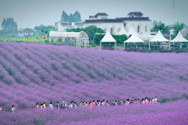 2023成都薰衣草花海在哪里 附最佳赏花期