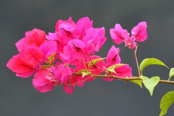 都江堰六月赏花景点有哪些
