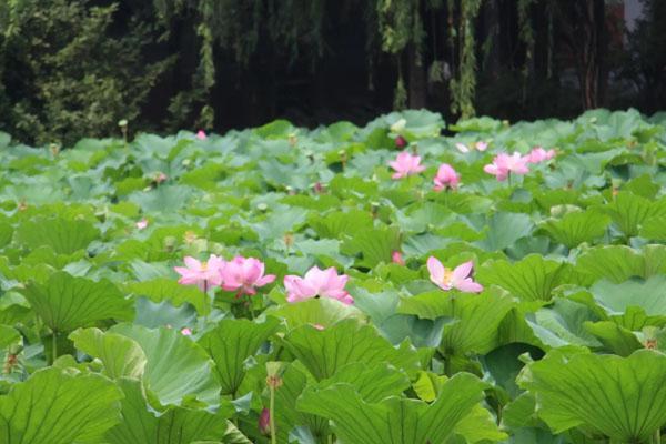 2023成都赏荷花的九大胜地