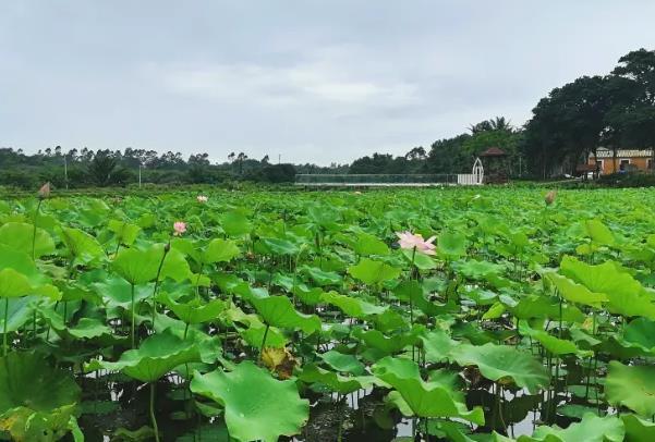 2023海口看荷花的地方有哪些 在哪里