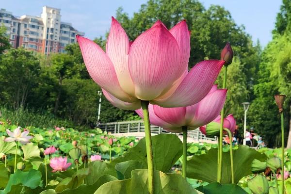 上海看荷花的地方都有哪些