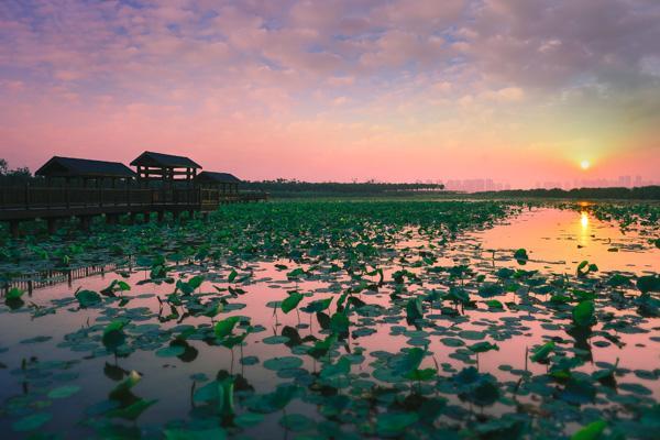 天津看荷花去哪里好 13个赏荷花最佳地点