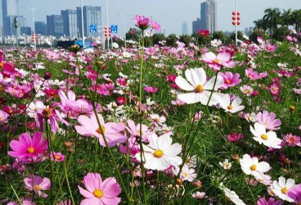 郑州国庆赏花地点有哪些