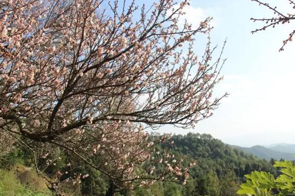 2023东莞教师节免费旅游景点汇总