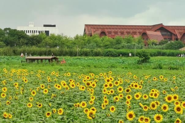 在上海看向日葵的地方有哪些