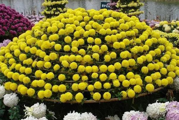 上海十月赏花好去处 看花的地方哪些
