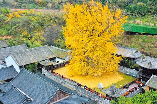 2023西安古观音禅寺银杏树最佳观赏时间