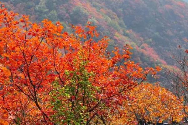 许昌哪里有红叶景点 看红叶最好的地方是哪里