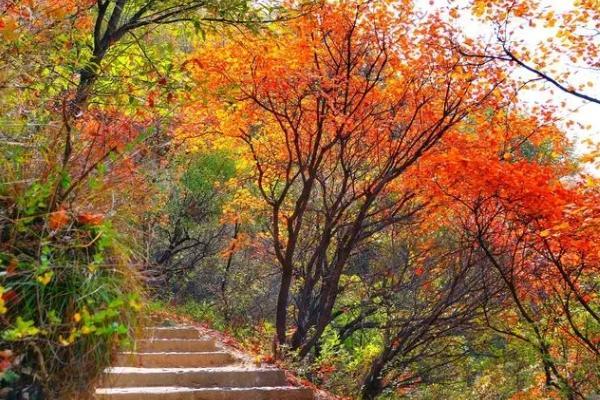 许昌哪里有红叶景点 看红叶最好的地方是哪里