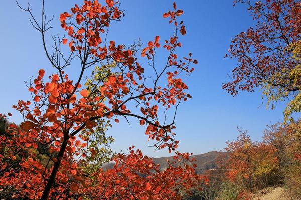 河北去哪里看红叶最好 赏红叶的最佳地点