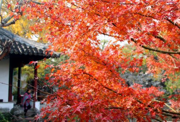 苏州秋天哪里风景好看