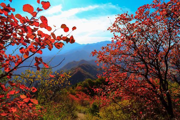 山东看红叶的地方有哪些 山东最美秋景推荐