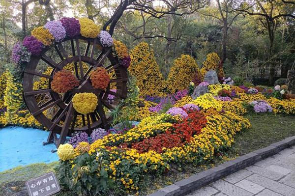2023杭州植物园菊花展时间+地点+门票
