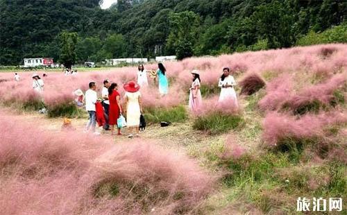 黔南粉黛乱子草在哪里 长顺县神泉谷风景区介绍